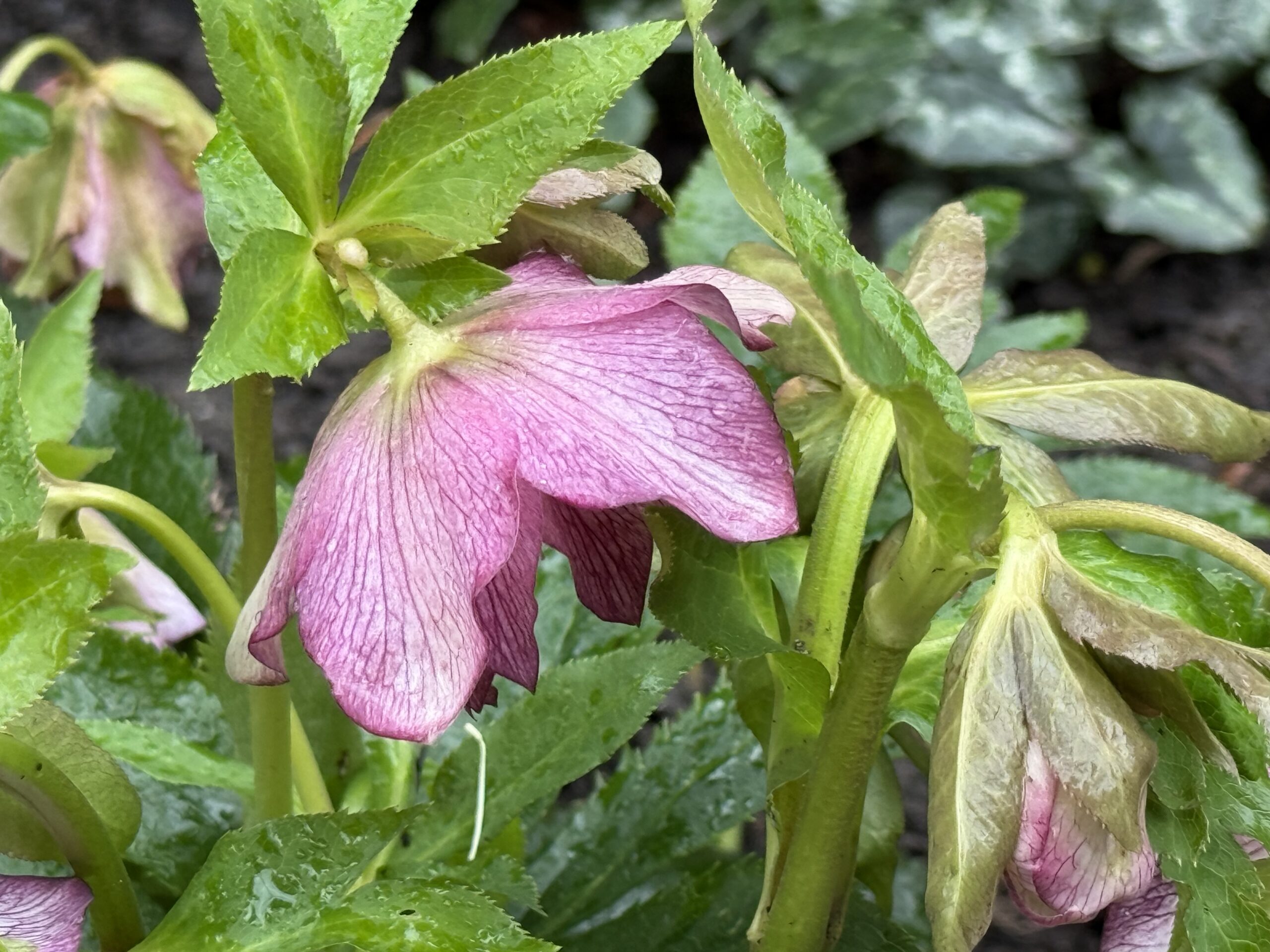 April Blog – Buds, Bees and Bluebells!