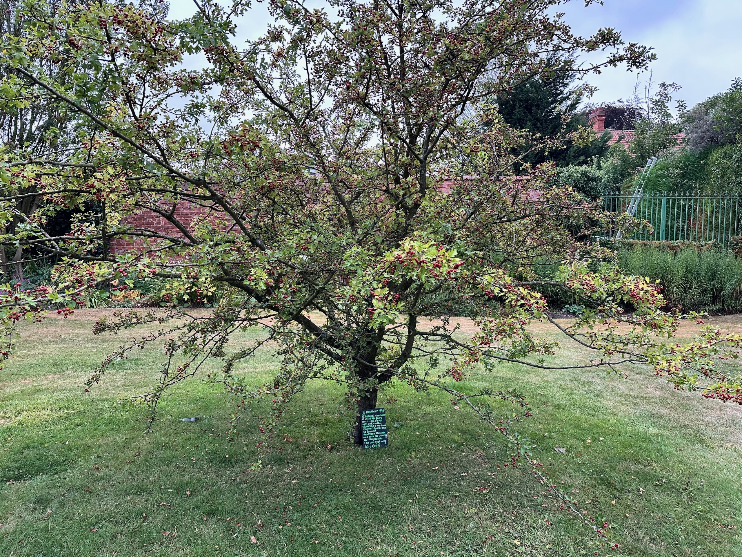 Hawthorn tree